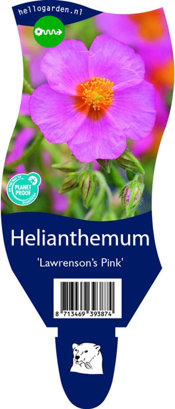Helianthemum 'Lawrenson's Pink' - P11